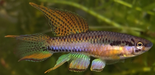 Chromaphyosemion bitaeniatum