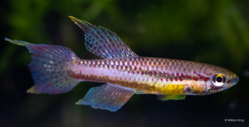 Chromaphyosemion malumbresi