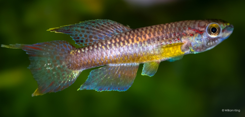 Chromaphyosemion malumbresi