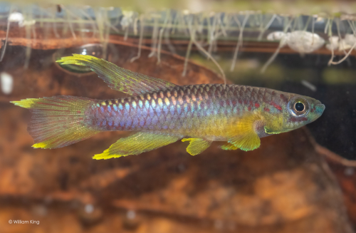 Chromaphyosemion splendopleure 'Tiko Big Ikange Camp'