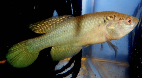 Cynolebias griseus ‘Nova Roma' BR 2014/05