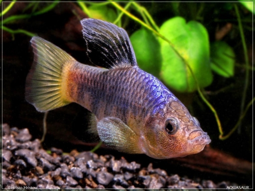 Cyprinodon labiosa