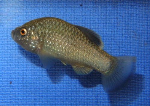 Cyprinodon longidorsalis ‘Charco La Palma Nuevo Leon MX'