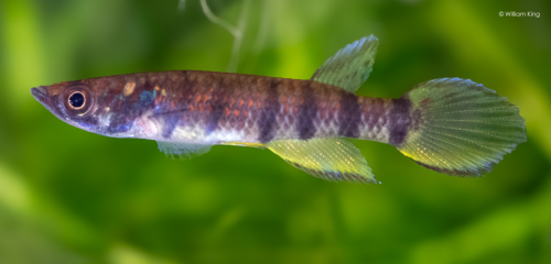Epiplatys infrafasciatus Muyuka CITA 22/07