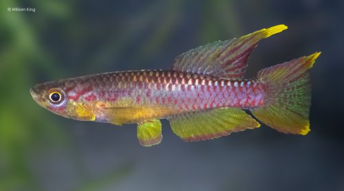 Chromaphyosemion volcanum 'Mabanda CITA 22/2'