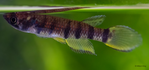 Epiplatys infrafasciatus Muyuka CITA 22/07
