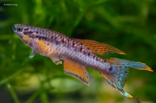 Chromaphyosemion bivittatum 'Funge'