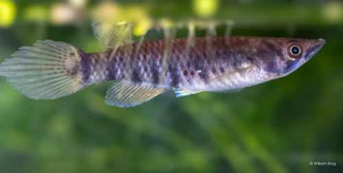 Epiplatys sp. Lobe CIIR 2018 Female