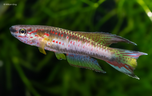 Chromaphyosemion riggenbachi 'Yabassi'