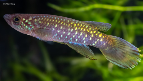 Epiplatys fasciolatus 'Fandie' OMG 2018