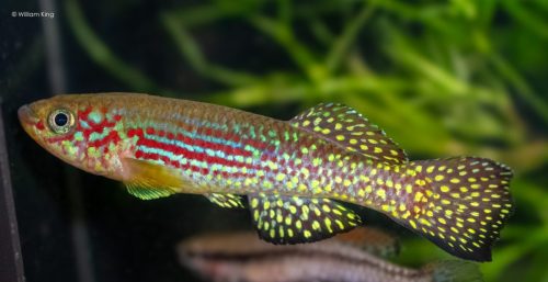 Fundulopanchax gresensi 'Takwei'