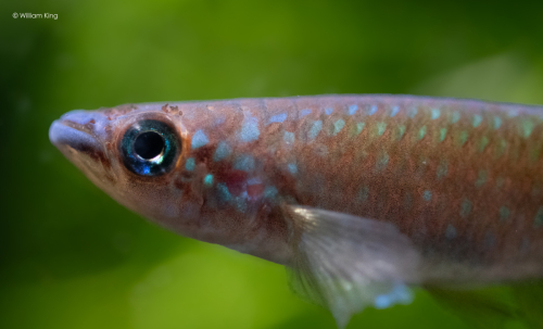 Epiplatys fasciolatus 'Fandie' OMG 2018