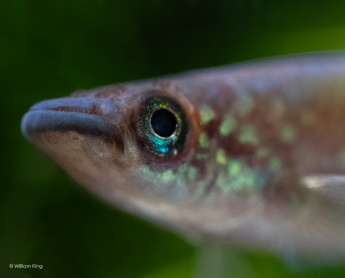 Epiplatys fasciolatus 'Fandie' OMG 2018
