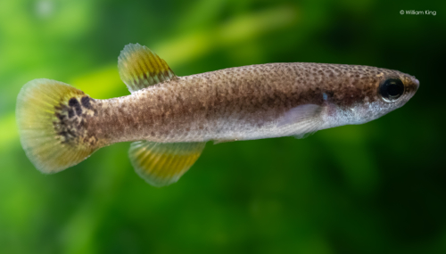Rivulus cylindraceus noir female