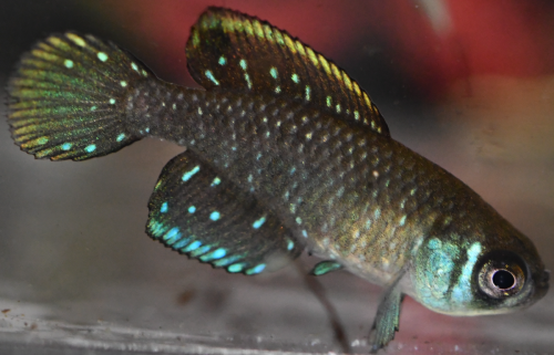 Argolebias nigripinnis 'Camino de la via muerta Dique lujan'