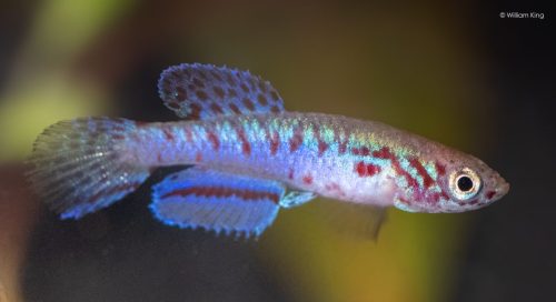 Fundulopanchax filamentosis Ikeja