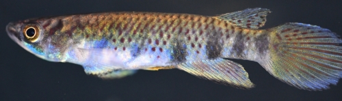 Epiplatys sp. Lobe CIIR 2018