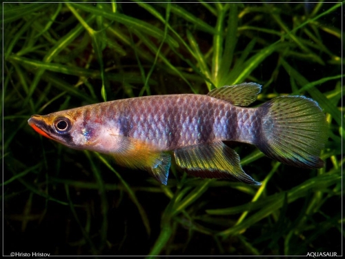 Epiplatys dageti Monrovia