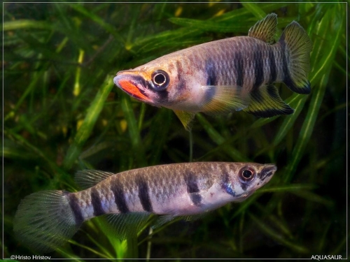 Epiplatys dageti Monrovia
