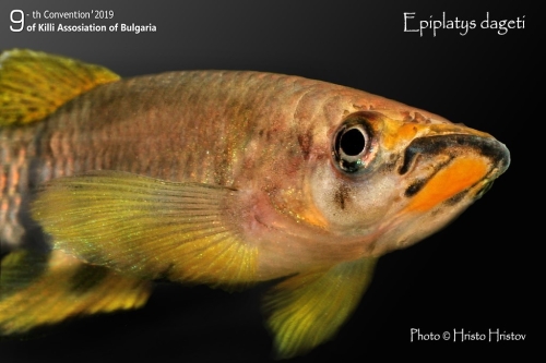 Epiplatys dageti