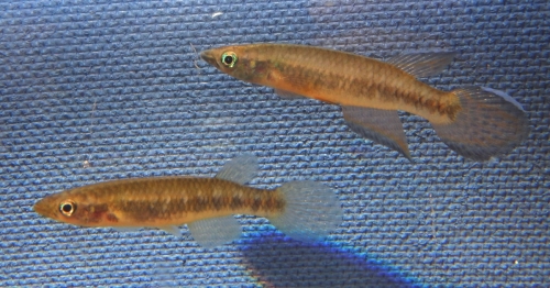 Epiplatys roloffi ‘Macenta Kooeta' GF 06/10