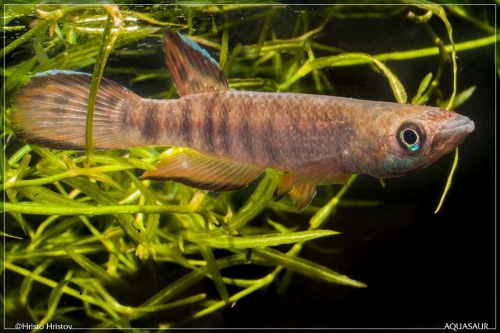 Epiplatys roloffi