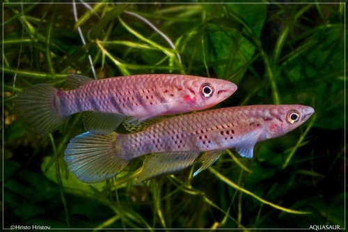 Epiplatys sexfasciatus GHP-85-10