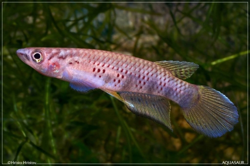 Epiplatys sexfasciatus GHP-85-10