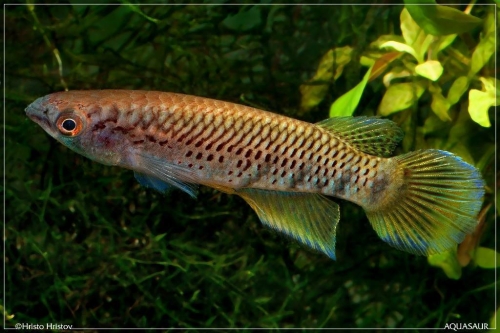 Epiplatys sp. Lake-Fwa