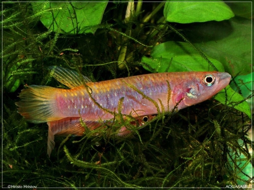 Epiplatys sp. breeding act