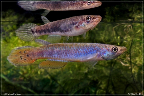 Epiplatys spilargyreius Gambia pair