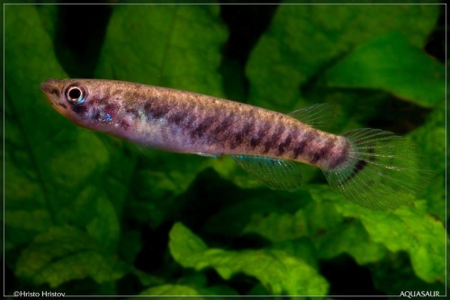 Epiplatys spilargyreius Malacal female