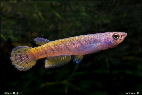 Epiplatys spilargyreius Malacal