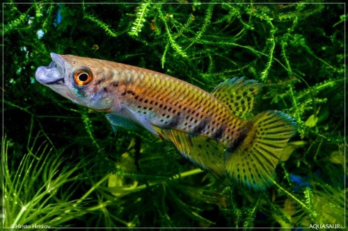 Epiplatys togolensis