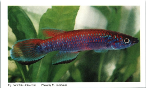 Epiplatys fasciolatus totaensis