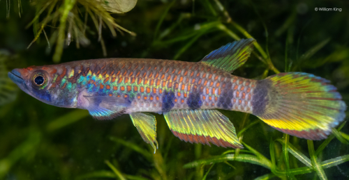 Epiplatys infrafasciatus Muyuka CITA 22/07
