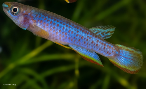 Epiplatys lamottei 'Koule' GRC 90/178