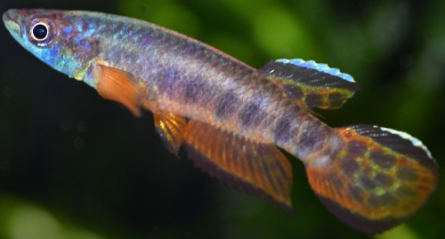 Epiplatys