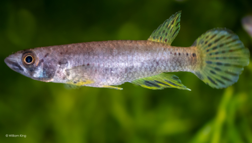 Epiplatys sp. Parc du Mondah 18km Libreville