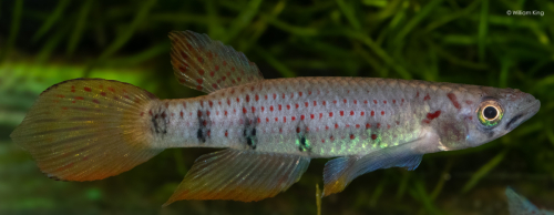 Epiplatys sp. COCCA 19/09 Boumayombi 