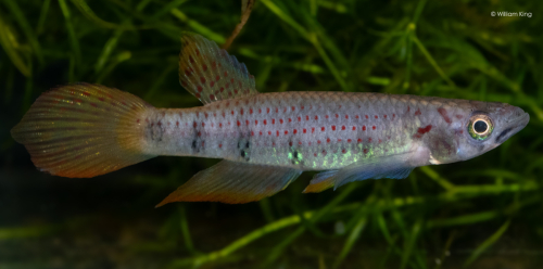 Epiplatys sp. COCCA 19/09 Boumayombi