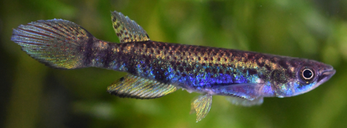 Epiplatys togolensis