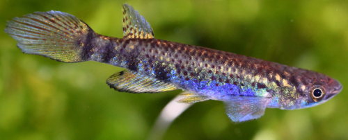 Epiplatys togolensis