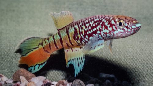 Fundulopanchax sjoestedti  dwarf red