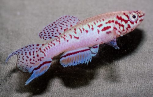 Fundulopanchax filamentosus Benin