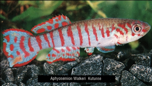 Fundulopanchax walkeri kutunse