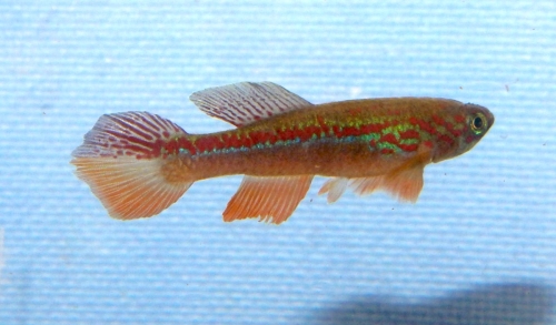 Fundulopanchax avichang