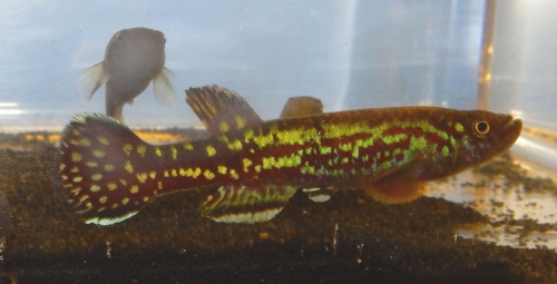 Fundulopanchax marmoratus ‘Mbonge'