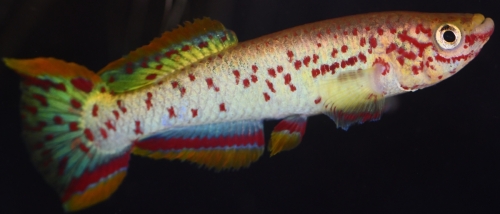 Fundulopanchax gardneri nigerianus gold