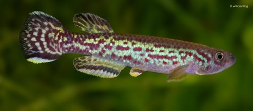 Fundulopanchax marmoratus 'Bokassi Camp' ADL 13/57